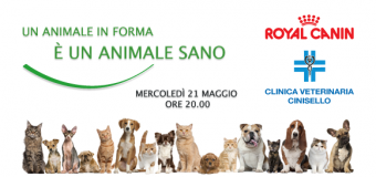 Clinica Veterinaria Cinisello e Royal Canin per l’alimentazione dei gatti