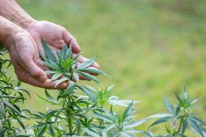 CBD Concept. Marijuana leaves in the hands of men on natural backgrounds.
